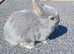 Rare lilac and tan netherland dwarf baby 1 boy available