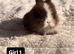 Purebred Minilop bunnies