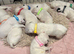 Beautiful Bullterrier pups