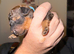 Toy poodle puppys