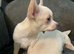 Adorable Chihuahua Puppies