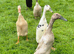 Indian Runner ducklings &pound;10 each or 6 for &pound;50