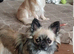Chihuahua puppies
