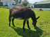 Three lovely pet donkeys