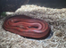 4 year old male corn snake
