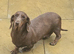 Daschund looking for her forever home