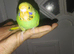 Hand reared tame budgie