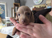 Miniature Dachshund pups