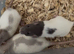 Dumbo rats