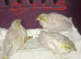 SEXED QUAILS/CHINESE PAINTED BUTTONS !