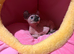Beautiful female  Sphynx kitten looking for forever home