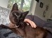 4x kittens for sale ( mum is ragdoll x synths ) dad unknown