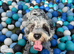 Blue merle cockapoo for stud
