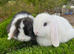 Mini lop pure bred
