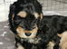 Cockapoo (2 girls, 1 boy)