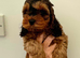 Gorgeous F1 Cockapoo puppies