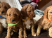 Cockapoo puppies