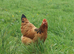 Buff Sussex chicks & Light Sussex Chicks & Hatching Eggs