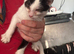 Black and white boy kitten