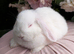 Mini lop
