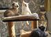 Adorable Purebred British Shorthair Kittens