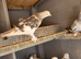 pigeon for sale