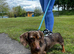 Miniature DACHSHUND