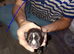 Staffy cross puppies