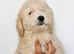 Gorgeous Cockapoo puppies