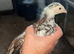 7 Asil chicks off heat.