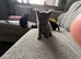 Boy kitten