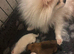 Pomeranians
