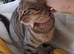 Stunning Cookie is looking for a loving home.