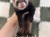 Ferrets kits for sale