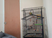 Pinapple conure hand tame