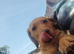 1 KC registered labrador bitch remaining