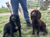 Kc chocolate and tan cocker spaniel stud