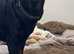 Stud full breed Rottweiler