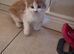 Wee fluffy female