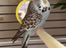 6 month old budgie and cage