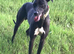 Lurcher