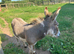 Minature male donkey