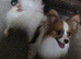Red sable and white male papillon