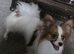 Red sable and white male papillon