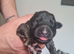 Chunky german shepherd puppies for sale