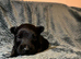 6 scottiah terrier puppies