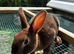 Mini Rex