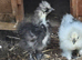 Silkie Bantams