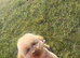 Moana the toy poodle