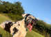** STUD ** KC reg Harlequin Great Dane 2 yr
